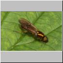 Sargus sp - Waffenfliege 01a.jpg